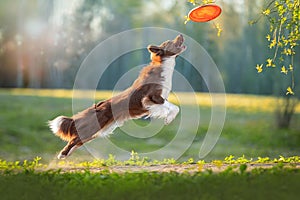 Border Collie catches a frisbee disc.