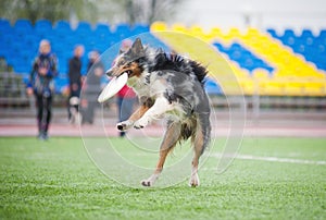 Border collie catching disc