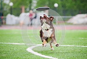 Border collie catching disc