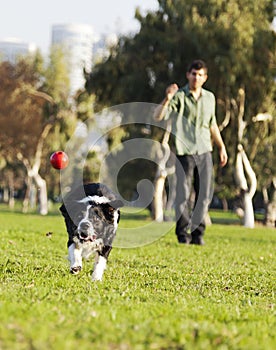 Border Collie Catching Dog Ball Toy at Park