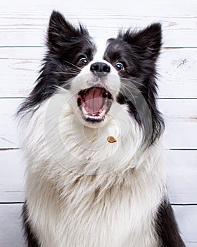 Border Collie catching treats