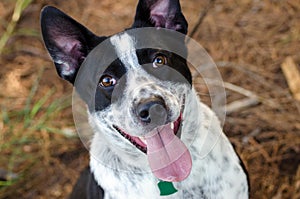 Border Collie Cattledog Heeler Mixed Breed Dog