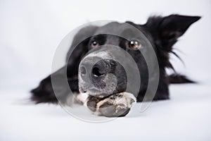 Border collie clouse up of  nose boop . Nose boop photo of a dog laying down over white background