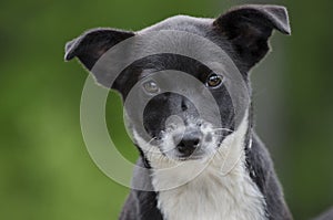 Border Collie Corgi mixed breed puppy dog