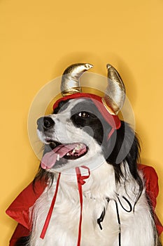 Border Collie in costume.