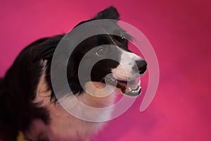 Border Collie at CRUFTS