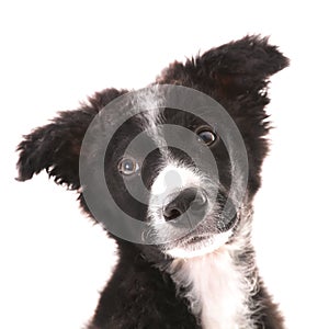 Border collie, cute puppy portrait isolated on white