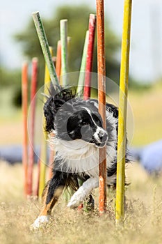 Border Collie demonstrates fast weave poles at agility competition