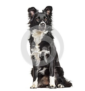 Border Collie dog, 1 year old