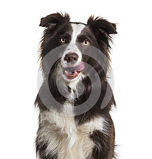 Border Collie dog, 2 years old, licking lips
