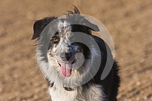 Border collie dog