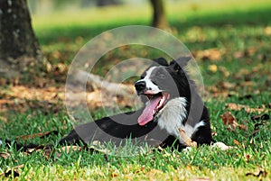 Border Collie Dog