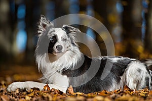 Border collie dog