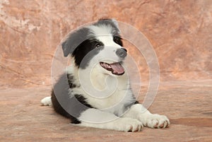 Border Collie dog