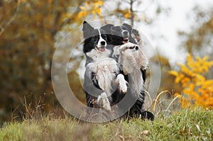 Border Collie dog