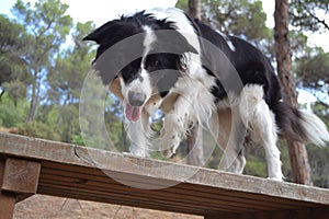 Border collie dog photo
