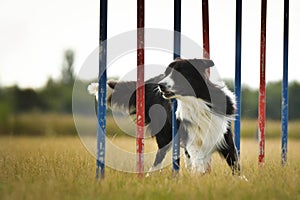 Border collie dog in agility slalom