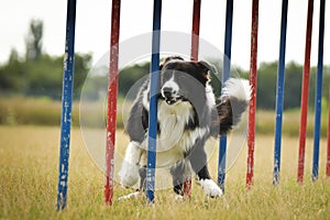Border collie dog in agility slalom