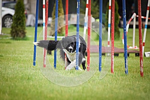 Border collie dog in agility slalom