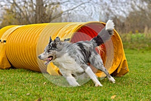 Border collie dog on agility training