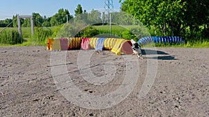 Border collie dog in agility training jumping over a fence and going through a tunnel