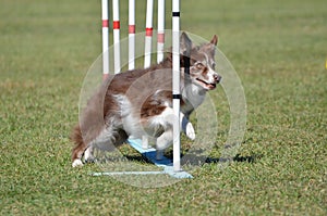 Border Collie at a Dog Agility Trial