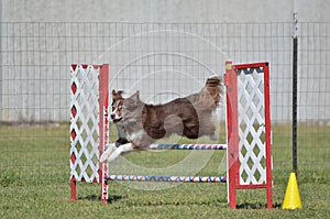 Border Collie at a Dog Agility Trial