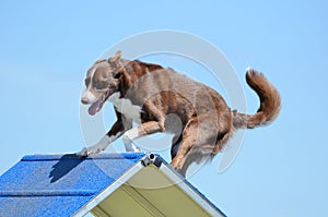 Border Collie at a Dog Agility Trial