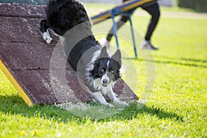 Border Collie dog in agility trial