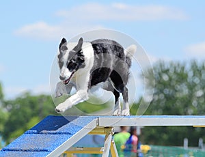 Border Collie at a Dog Agility Trial