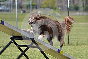 Border Collie at a Dog Agility Trial