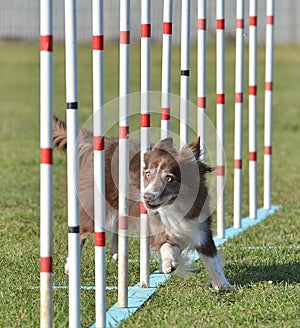 Border Collie at a Dog Agility Trial