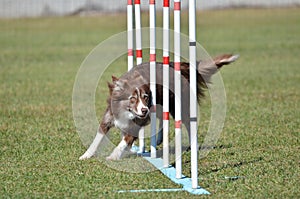 Border Collie at a Dog Agility Trial