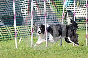 Border Collie at a Dog Agility Trial