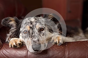 Border Collie dog on armchair