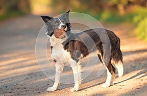 Border collie dog with ball in her mouth