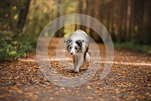 Border Collie dog in a beautiful autumn park.