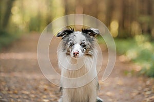 Border Collie dog in a beautiful autumn park.
