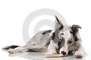 Border collie dog with bone