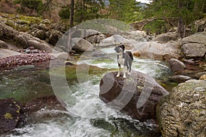 Border Collie Dog on boulder in mountain stream