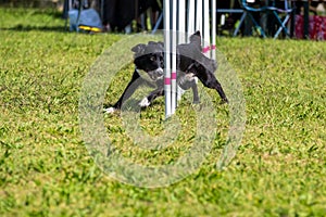 The Border Collie dog breed faces the hurdle of slalom in dog agility competition.