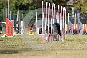 The Border collie dog breed faces the hurdle of slalom in dog agility competition.