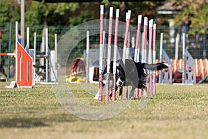 The Border collie dog breed faces the hurdle of slalom in dog agility competition.