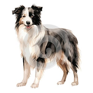 Border Collie dog breed watercolor illustration. Cute pet drawing isolated on white background. AI Generated