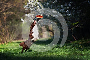 Border Collie dog catches the disc