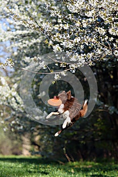 Border Collie dog catches the disc