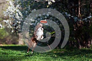 Border Collie dog catches the disc