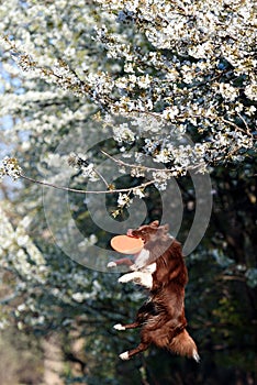 Border Collie dog catches the disc