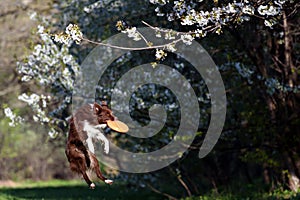 Border Collie dog catches the disc