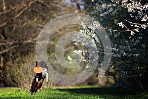 Border Collie dog catches the disc